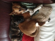 honden foto van Kenai en Sasha 