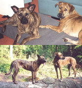 honden foto honden foto van evelien