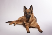 honden foto van Dario