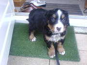 honden foto honden foto van Ronald