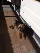 honden foto van Tamara