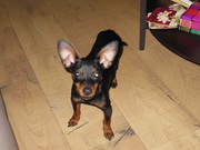 honden foto van Valerie & Mini & Molly'