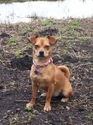 honden foto van Yentl