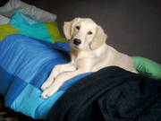 honden foto van vincent 