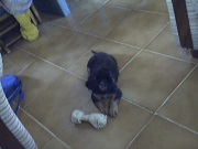 honden foto van lyla