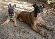 honden foto van esther