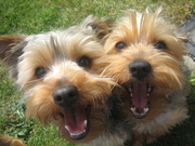 honden foto van Ruth