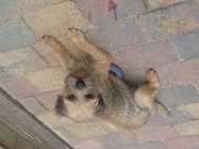 honden foto van Betsie