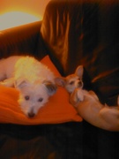 honden foto van Maxime