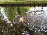 honden foto van hans