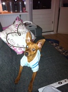 honden foto van Leonie heideveld 