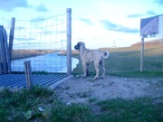 honden foto van Willemse