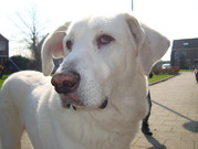 honden foto honden foto van kobus L.O.V.E