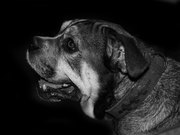 honden foto van Carmen