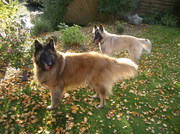 honden foto van miranda