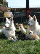honden foto van Annita Vander Smissen