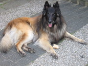 honden foto van Alwie & Max