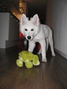 honden foto van Marc
