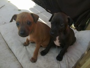 honden foto van Aty jonkheer