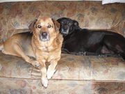 honden foto van Janny