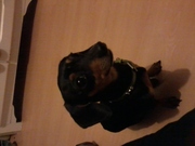 honden foto van Olga