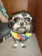 honden foto van Giusy