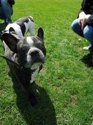 honden foto van Chantal