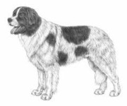 honden foto van Prissy Gale