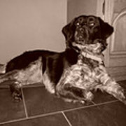 honden foto van Ageeth (pups) kruising Stabij/Retriever