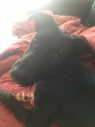 honden foto honden foto van Lucia&Bram