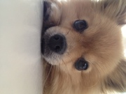 honden foto van Amber