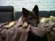 honden foto van Lisanne