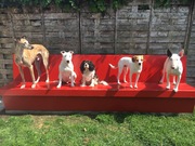honden foto van lynn