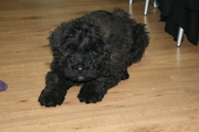 honden foto van Mireille