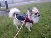 honden foto van albena kolarska