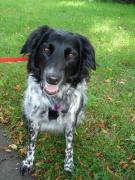 honden foto van Annemieke Blijenberg