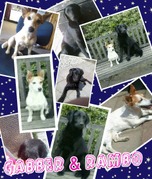 honden foto van jetske - rambo & gabber
