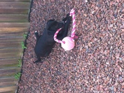 honden foto van Lucia-lizzy