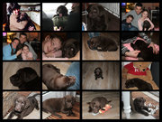 honden foto van sandra