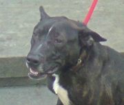 honden foto van Astrid Berwouts