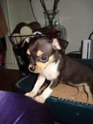 honden foto van Chris