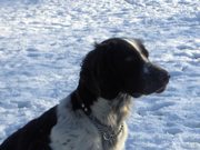 honden foto van femke