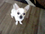 honden foto van talwar brother
