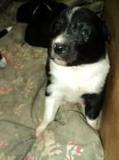 honden foto honden foto van Indy (L)(L)