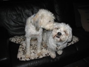 honden foto van Marja