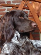 honden foto honden foto van Me!