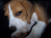 honden foto van Sanne