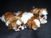 honden foto van erica