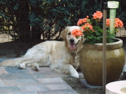 honden foto van Iris Jansen