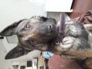 honden foto van Andor